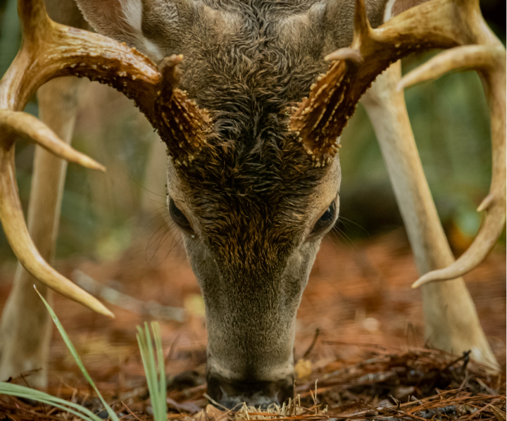 a buck in the forest field during sunset