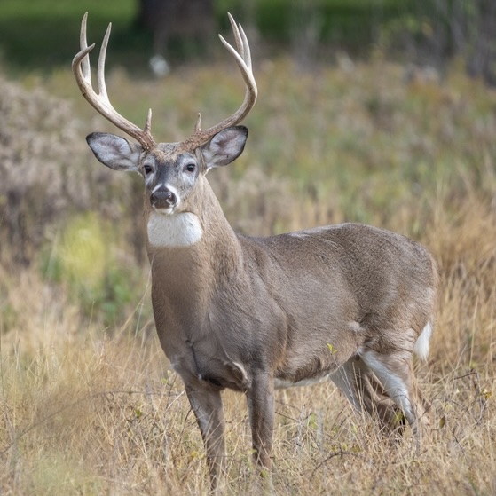 Whitetail buck